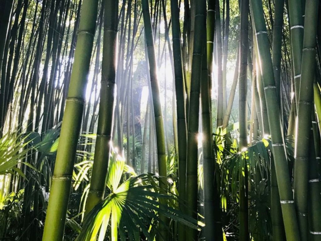 Towering bamboo forest at the Bambouseraie en Cévennes in Anduze, Gard, southern France, sunlight filtering through dense green stalks
