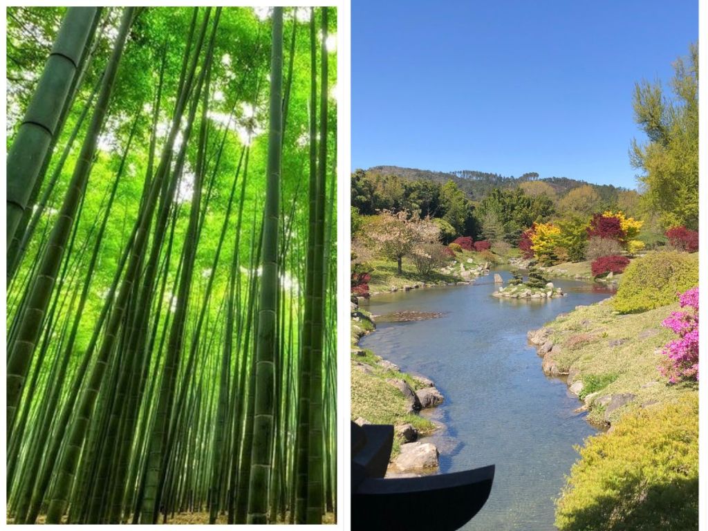Towering bamboo forest and view of the Vallon du Dragon at the Bambouseraie en Cévennes  in Anduze, Gard