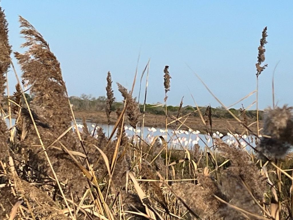 Flamingos glimpsed through reeds in the Camargue wetlands

