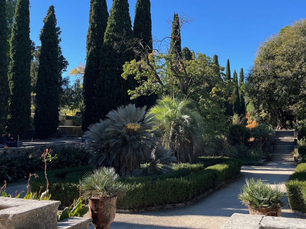 A sunlit gravel path flanked by clipped boxwood hedges, dwarf fan palms, and tall Italian cypresses in the Jardin des Plantes in Montpellier, France's oldest botanical garden, founded in 1593