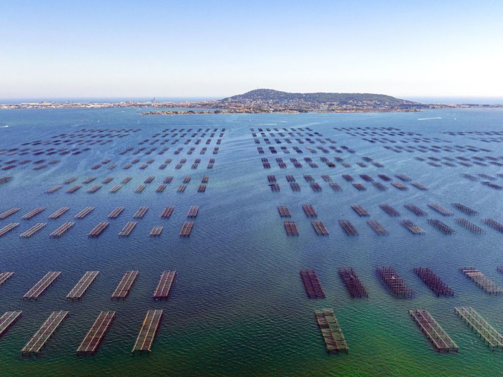 Aerial view of hundreds of oyster and mussel farming tables arranged across the blue-green waters of the Thau Lagoon, with the hill of Sète and its urban shoreline visible in the background