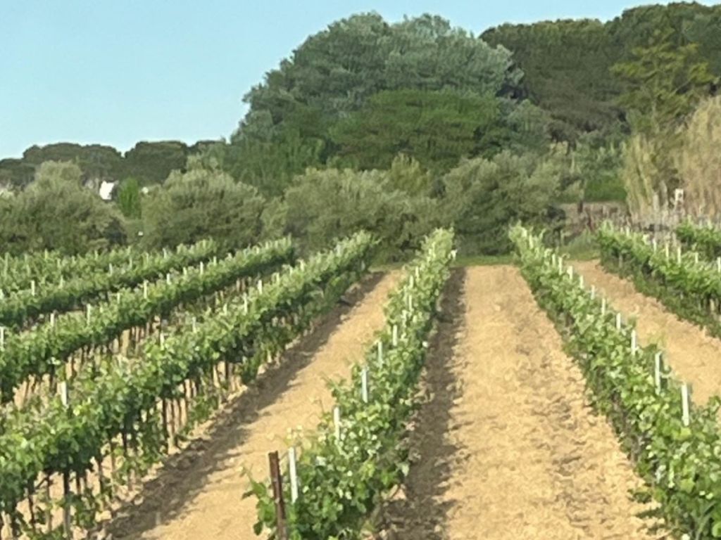 Lush green vineyards in the Gard region of southern France, with with trees and blue sky in the background 