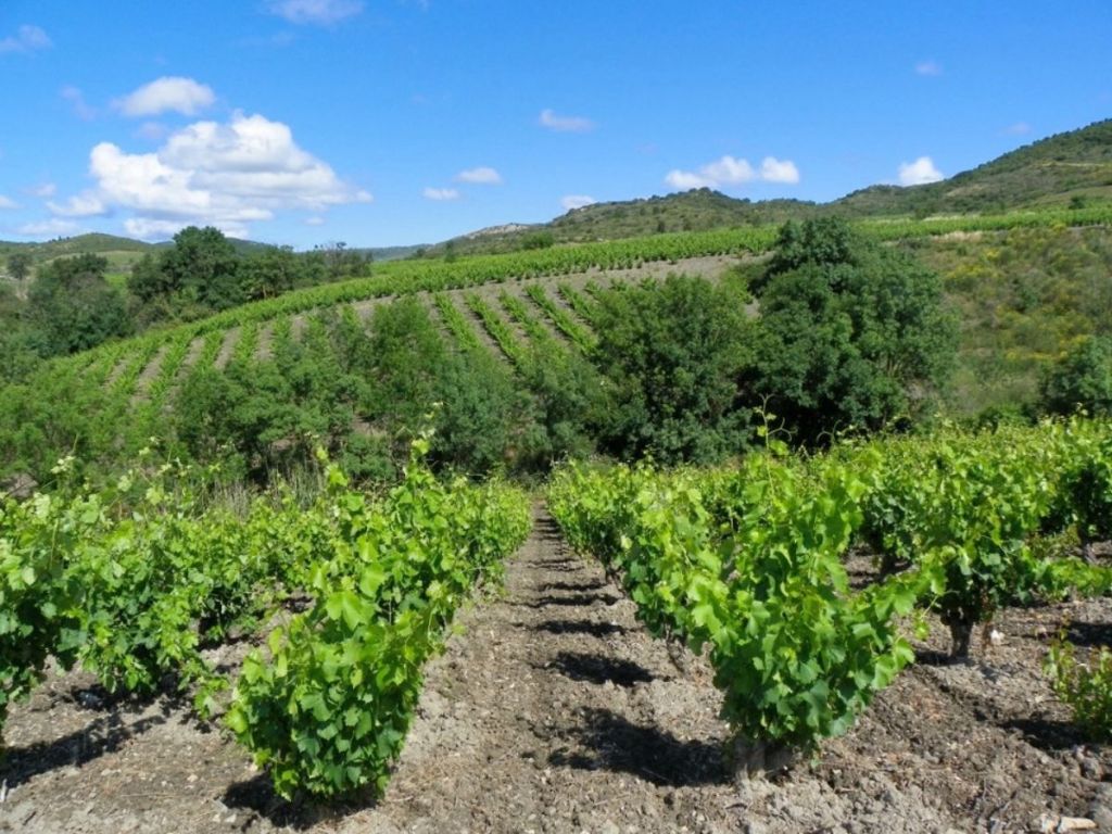 Rows of vines climbing the hillsides of the Corbières wine appellation in the Aude, southern France