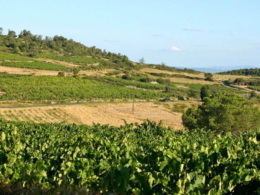 Vineyard landscape in the Minervois wine region