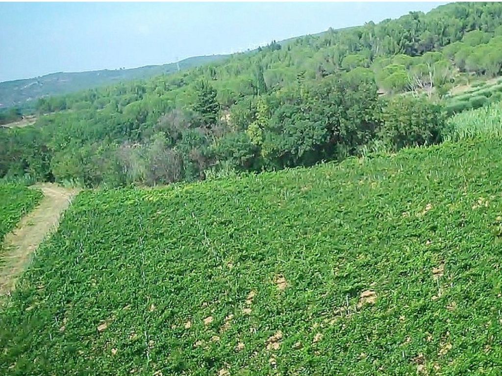 Vineyard on a sloping hillside in Boutenac, Corbières, with pine woods and scrubland above and distant hills under a blue sky